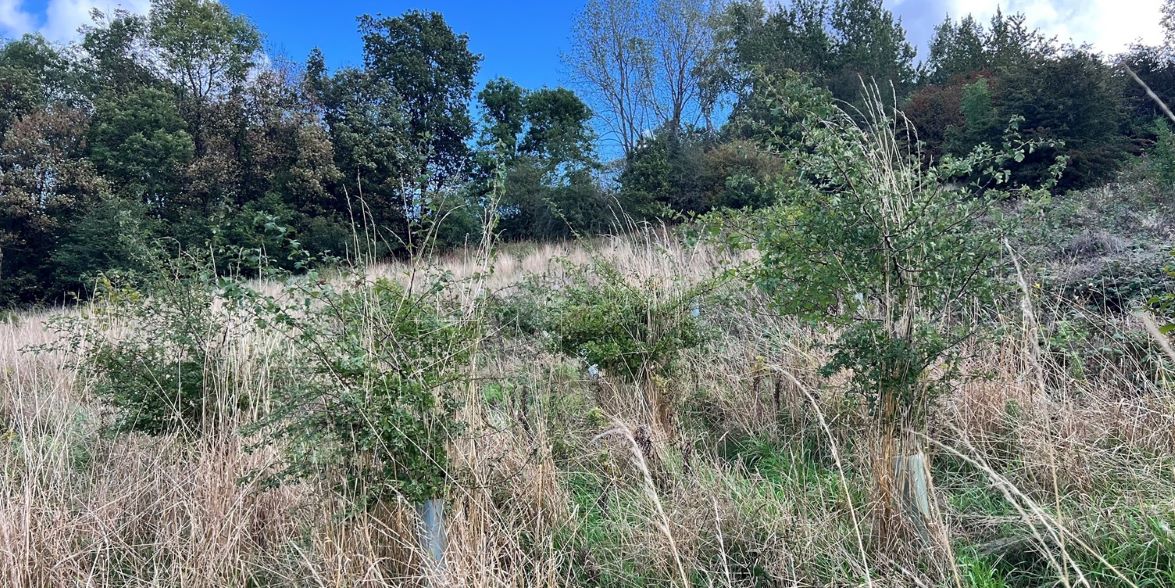 A summer of site visits: monitoring new Yorkshire woodlands